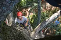 Haut Perché Elagage