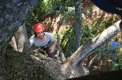 Haut Perché Elagage