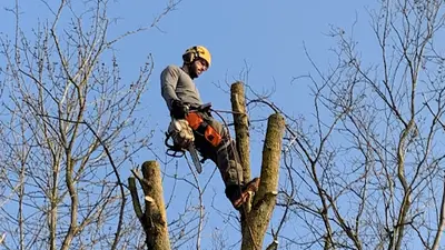 Bône Élagage - Abattage - Elagueur - Reims