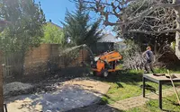 Arborus
