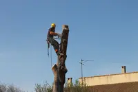 Christophe Dejean - Abattage D’arbre et Élagage Autour de Béziers