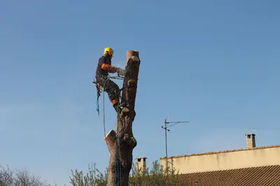 Christophe Dejean - Abattage D’arbre et Élagage Autour de Béziers