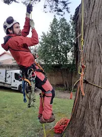 Arboletik