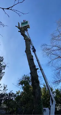 Abadie d'Service Élagage et Abattage d'Arbres