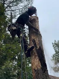 Arbo Protect | Élagage | Arboriste Grimpeur | Abattages Délicats | Biscarrosse