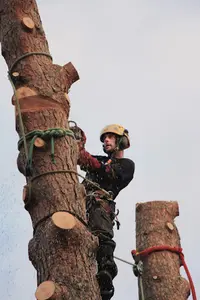 Arboreal