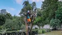 Lh Élagueur Jardinier Paysagiste