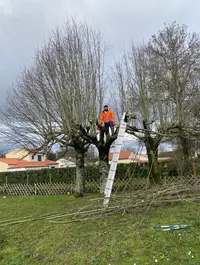 Daniel Pister Élagueur Bouguenais Jardinier Nantes 44 Élagueur Jardinier et Paysagiste Taille de Haie