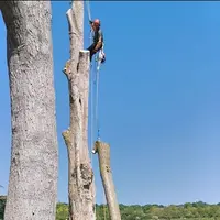 Le Petit Elagueur