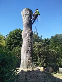Arboriste Tree Felling