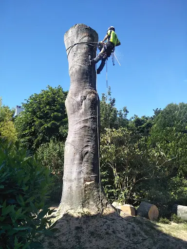 Arboriste Tree Felling