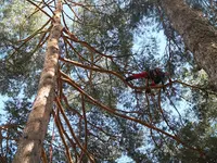 Des Cordes À Mon Arbre