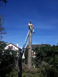 Baumann Élagage