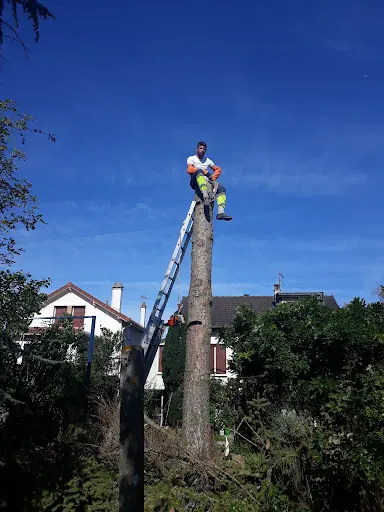 Baumann Élagage