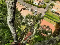 Tenou Élagage