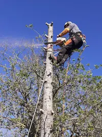Arboreal