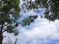 Auprès de Ton Arbre - Elagage