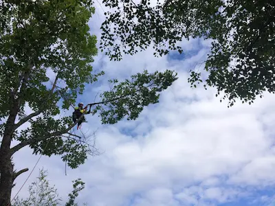 Auprès de Ton Arbre - Elagage