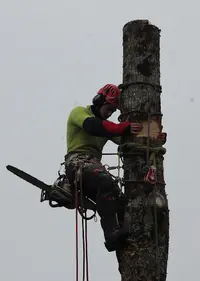 Bourbon Élagage