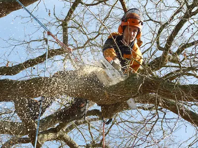 Eirl Aurélien Navet - Arboristes Grimpeurs