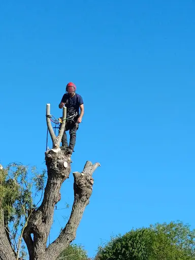 l'Arbre d'Or Elagage