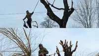 l'Arbre Corrézien