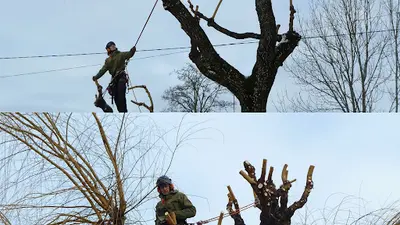 l'Arbre Corrézien