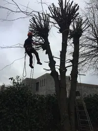 Si Pres des Arbres