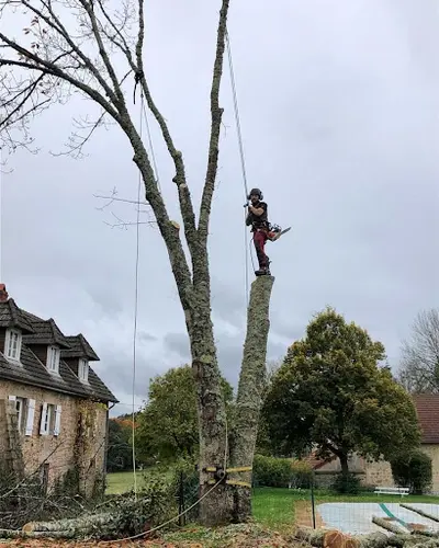 Des Racines aux Cimes - Lhenry Elagage (arboriste Grimpeur Élagueur)