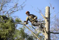 Entreprise Jd Élagage 91 Elagueur Grimpeur Paysagiste Jardinier Entretien de Parcs et Jardins