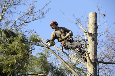 Entreprise Jd Élagage 91 Elagueur Grimpeur Paysagiste Jardinier Entretien de Parcs et Jardins