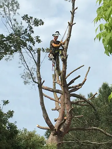 Auprès de Mon Arbre