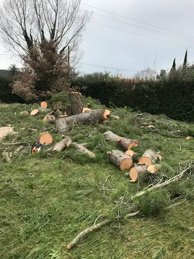Jardin Chardon Bleu Élagage / Élagueur