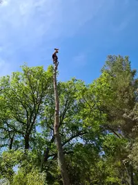 Les Tontons Élagueurs