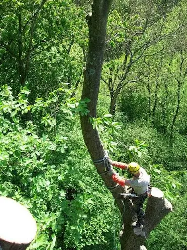 En Bout de Branche