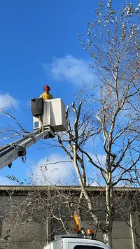 Bocquet Services D’élagage Paysagiste