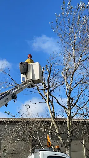 Bocquet Services D’élagage Paysagiste
