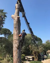 Arbres et Forêts