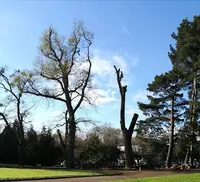 Élagage du Sillon