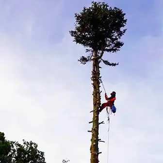 Elag Pro - Arboriste Grimpeur
