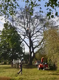 Elagage, Abattage et Entretien Espaces Verts I d'Arbre en Arbre