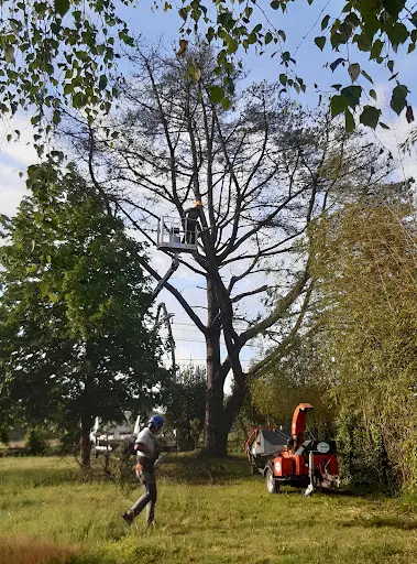 Elagage, Abattage et Entretien Espaces Verts I d'Arbre en Arbre