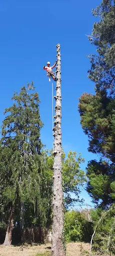 J E S Elagueur Grimpeur Arboriste