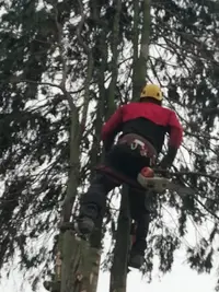 Angot Élagage