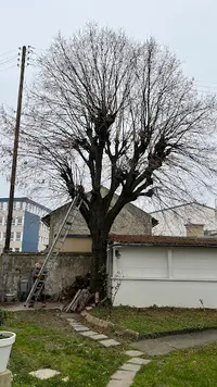 Zepp Élagage Entretien de Jardin