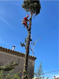Vita Arborus