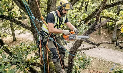 Elagueur Castelsarrasin Spécialiste Arboricole