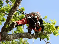 Moreno, Élagage et Rénovation d'Extérieurs
