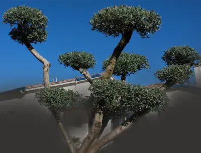 Arboriste Jean Entretien Espaces Verts