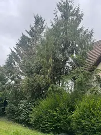Aubert Élagage